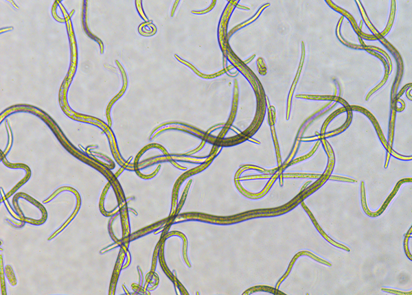 소나무 재선충 현미경 사진