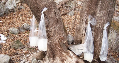 Jukjang Goroswe Festival