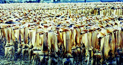 Pidegi (полусухая каракатица)