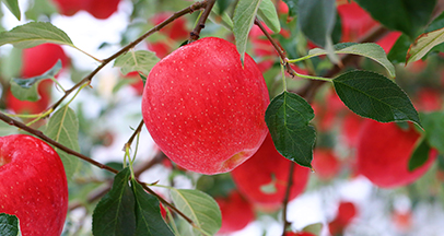 горные яблоки